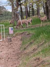 Deer in yard