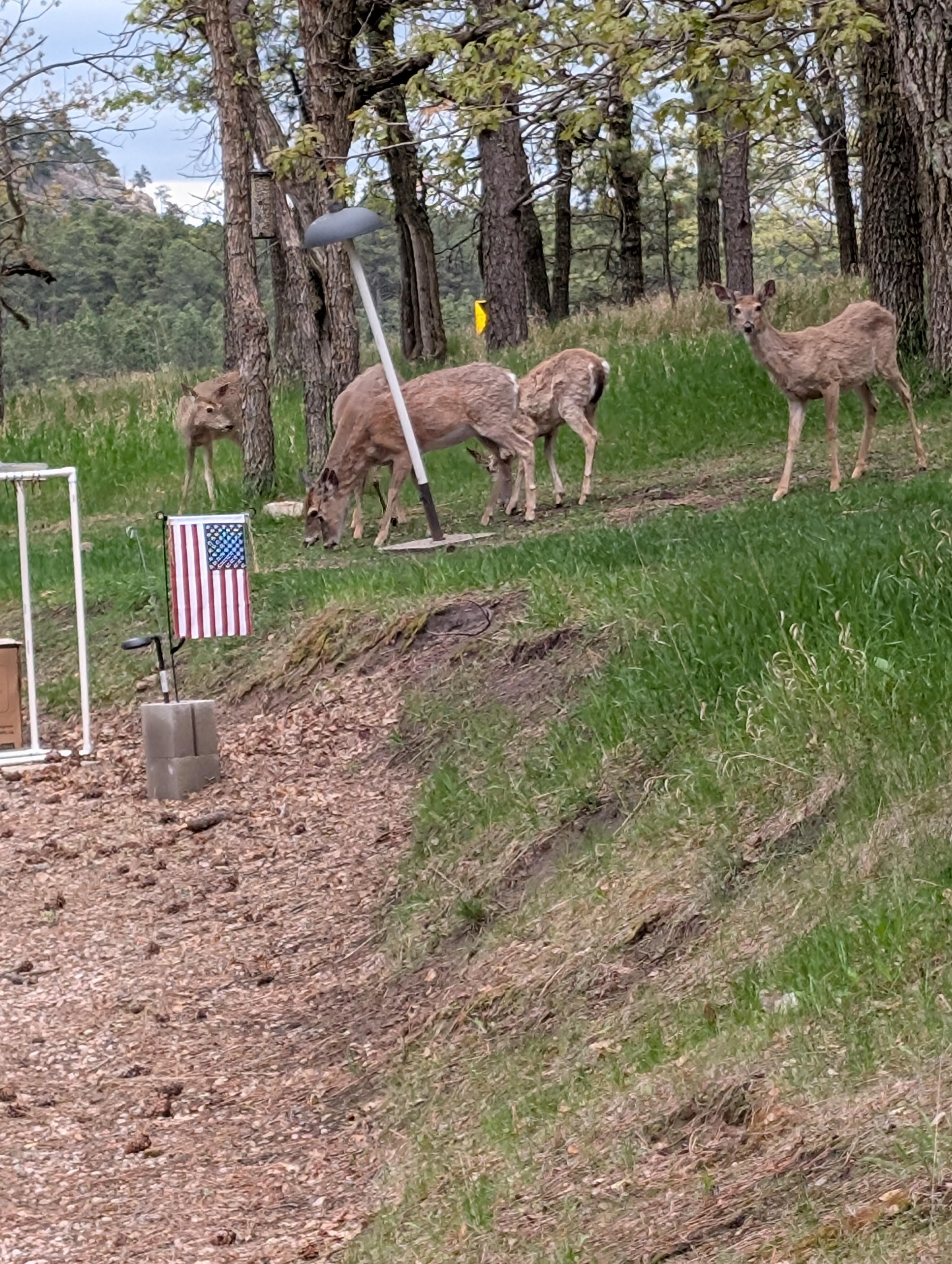 Deer in yard 
