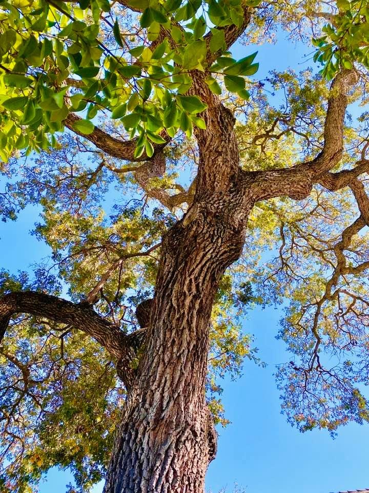 It appears this time of year the tree is seeding.  Some were dropping on the roof.  Took us a minute to figure out what we were hearing.