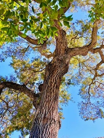 It appears this time of year the tree is seeding. Some were dropping on the roof. Took us a minute to figure out what we were hearing.