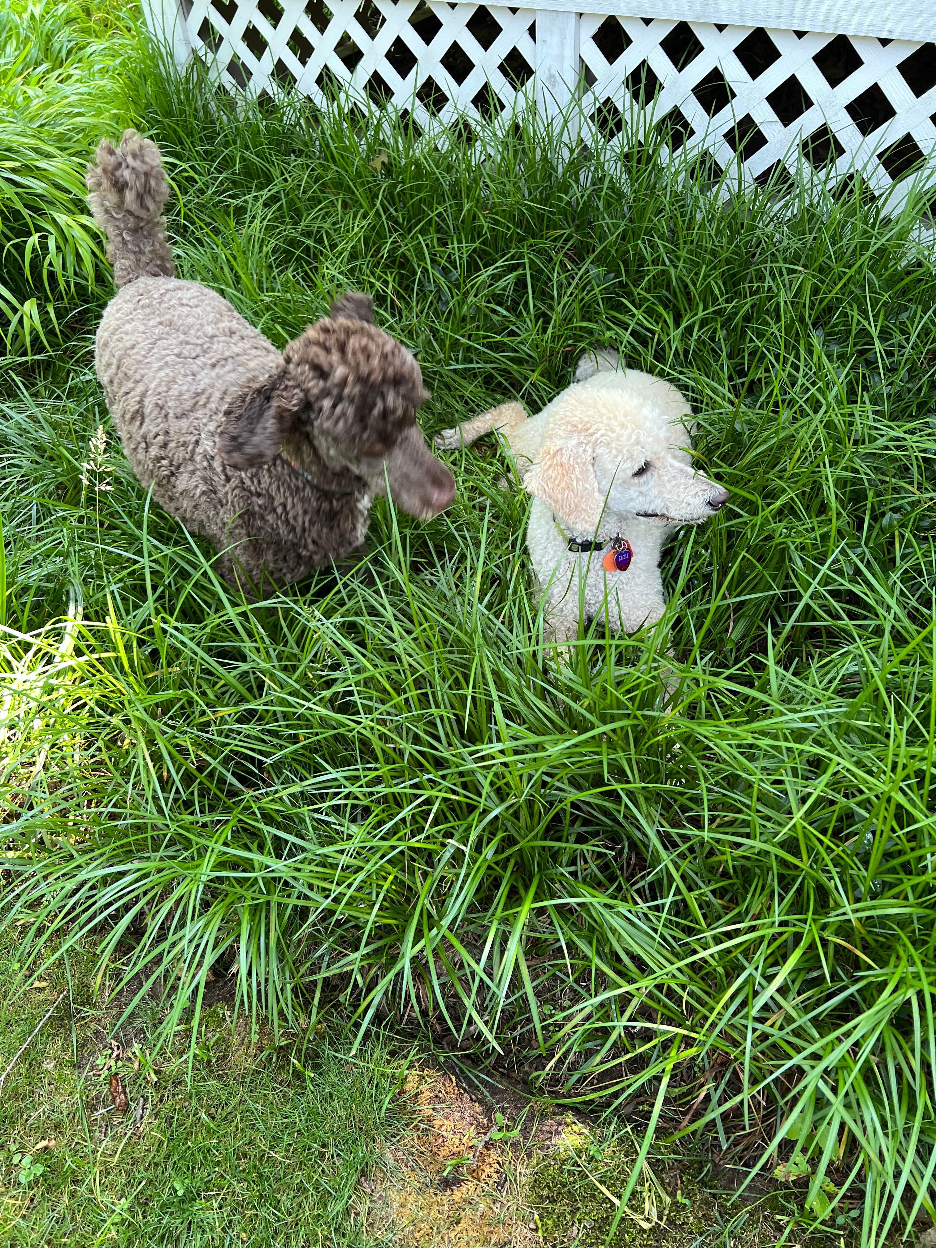Poodles on the hunt for bunnies and squirrels 