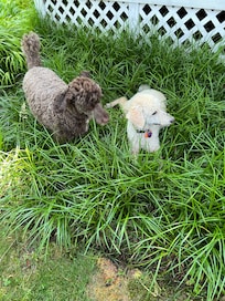 Poodles on the hunt for bunnies and squirrels