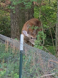 Deer we saw in the backyard