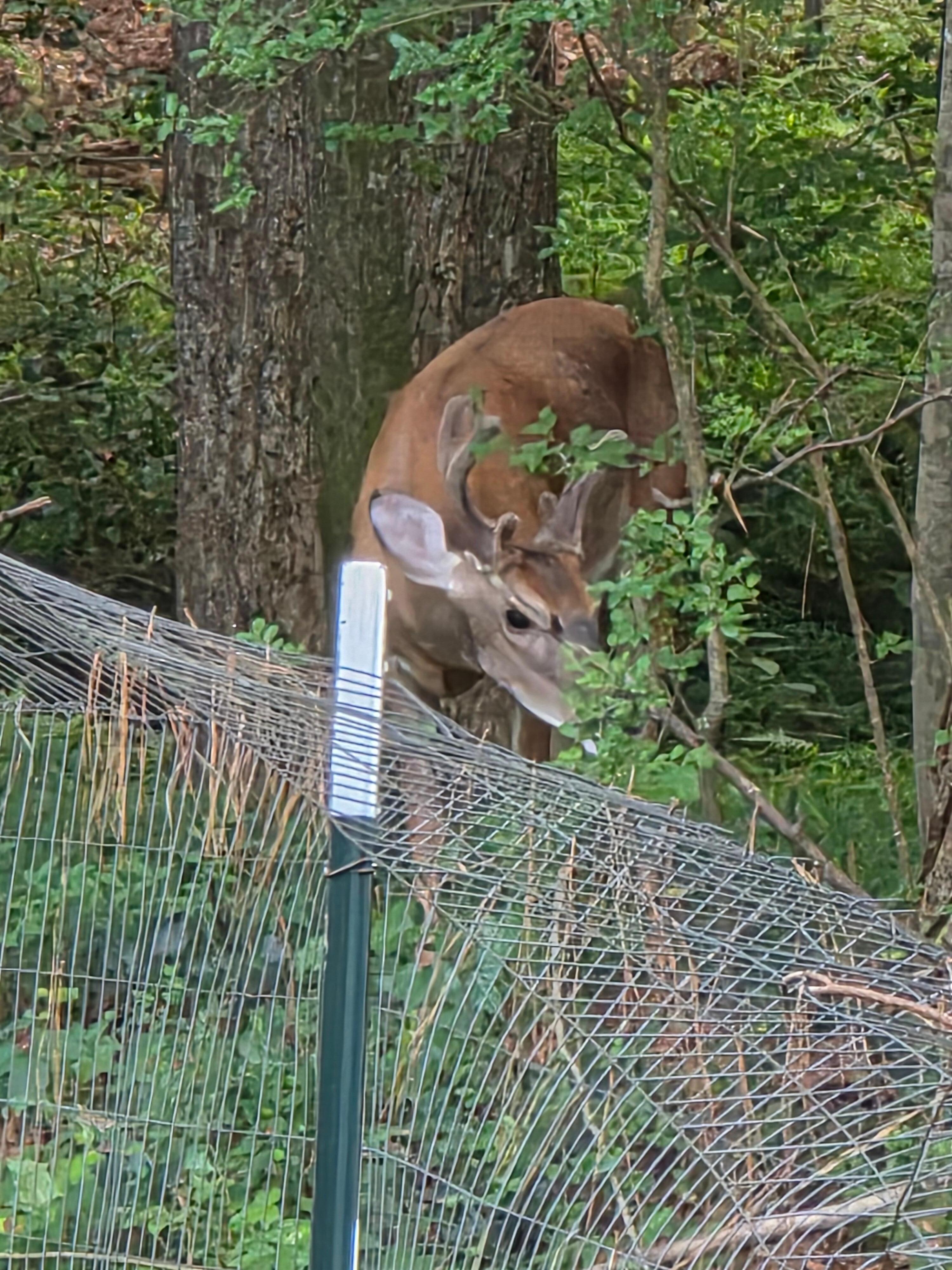 Deer we saw in the backyard 