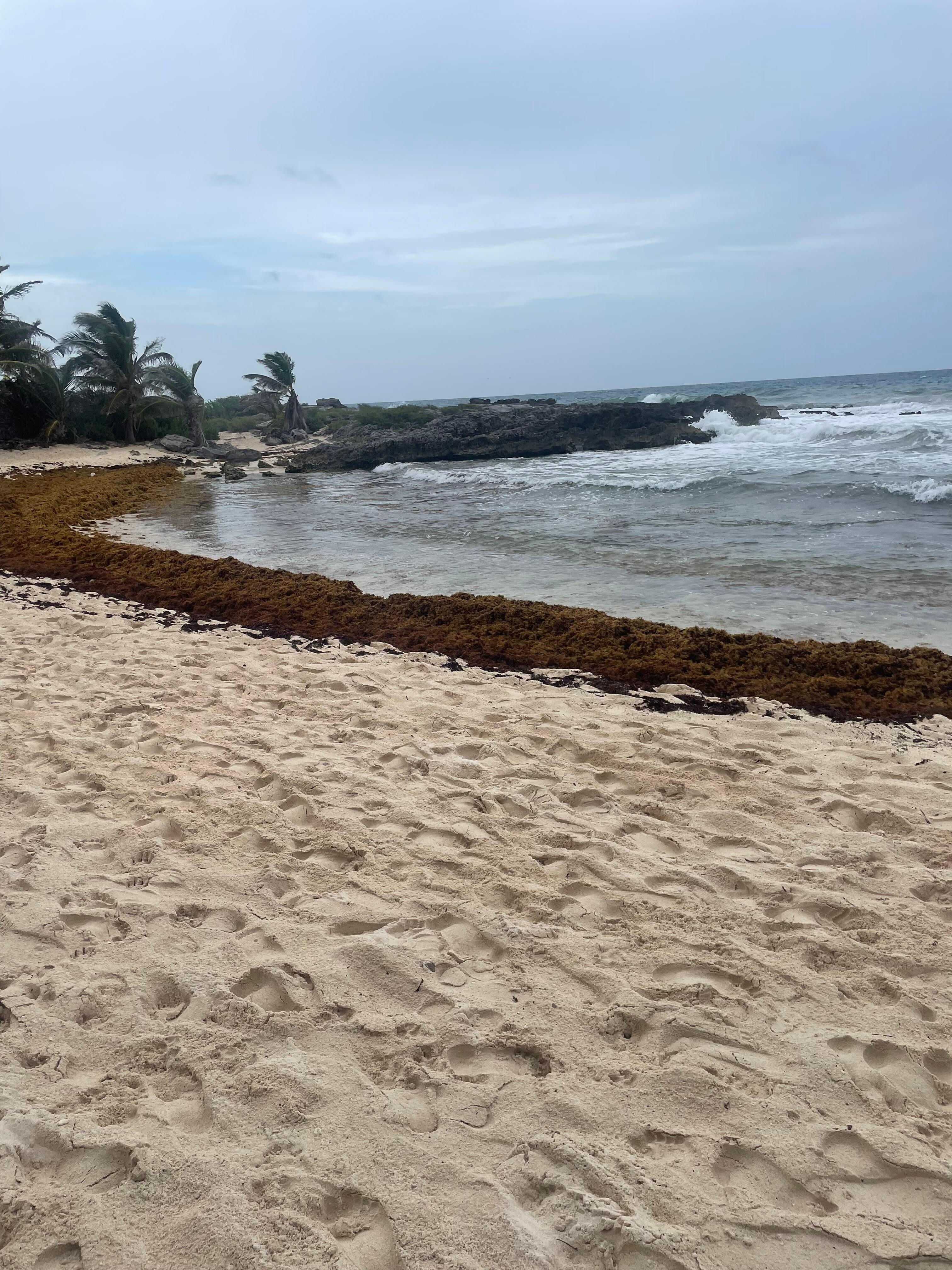 Sargassum at nearest beach outside (if you walk 5 mins away there’s none so not a big deal!)