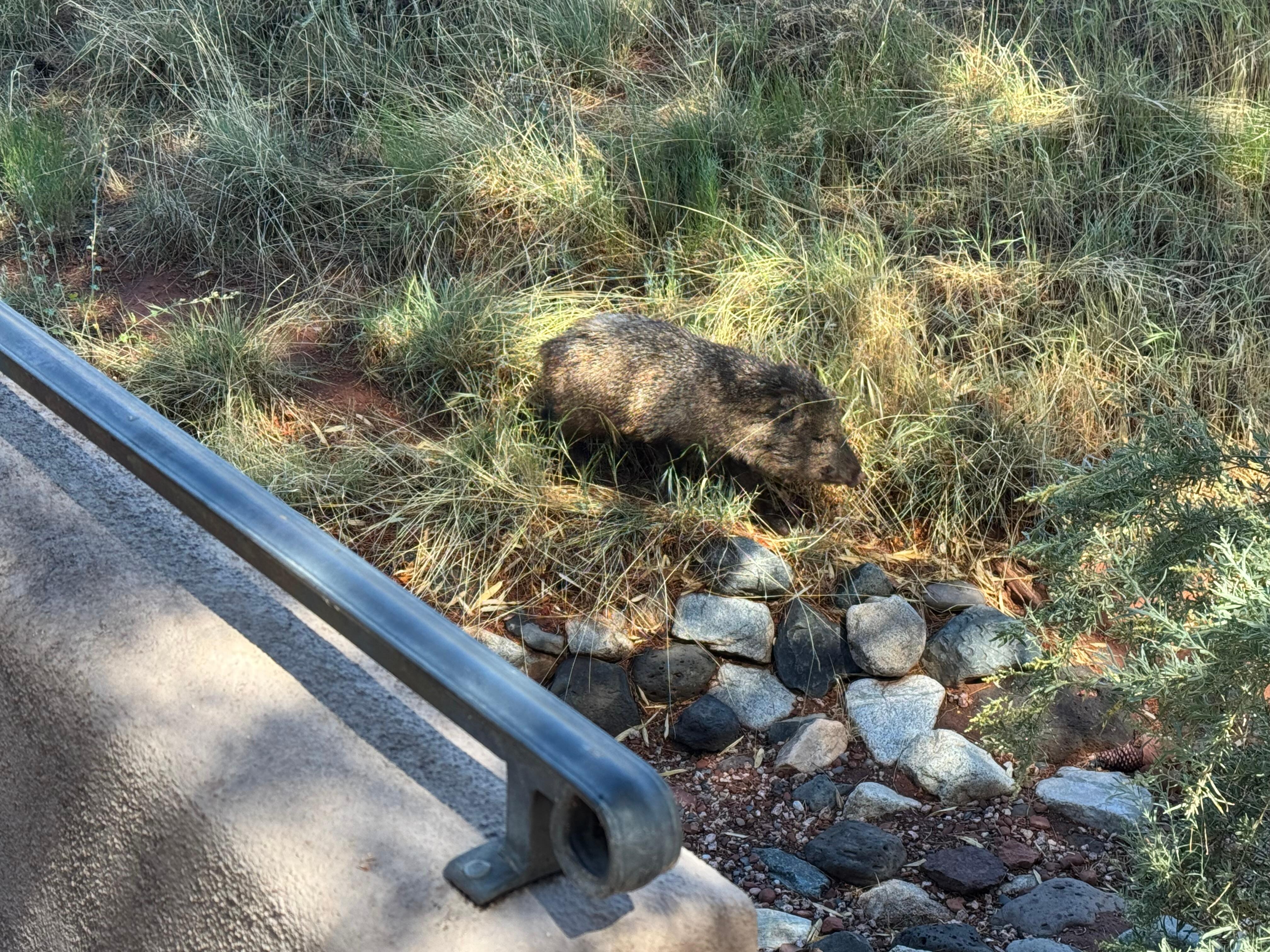 Javelina just off back patio