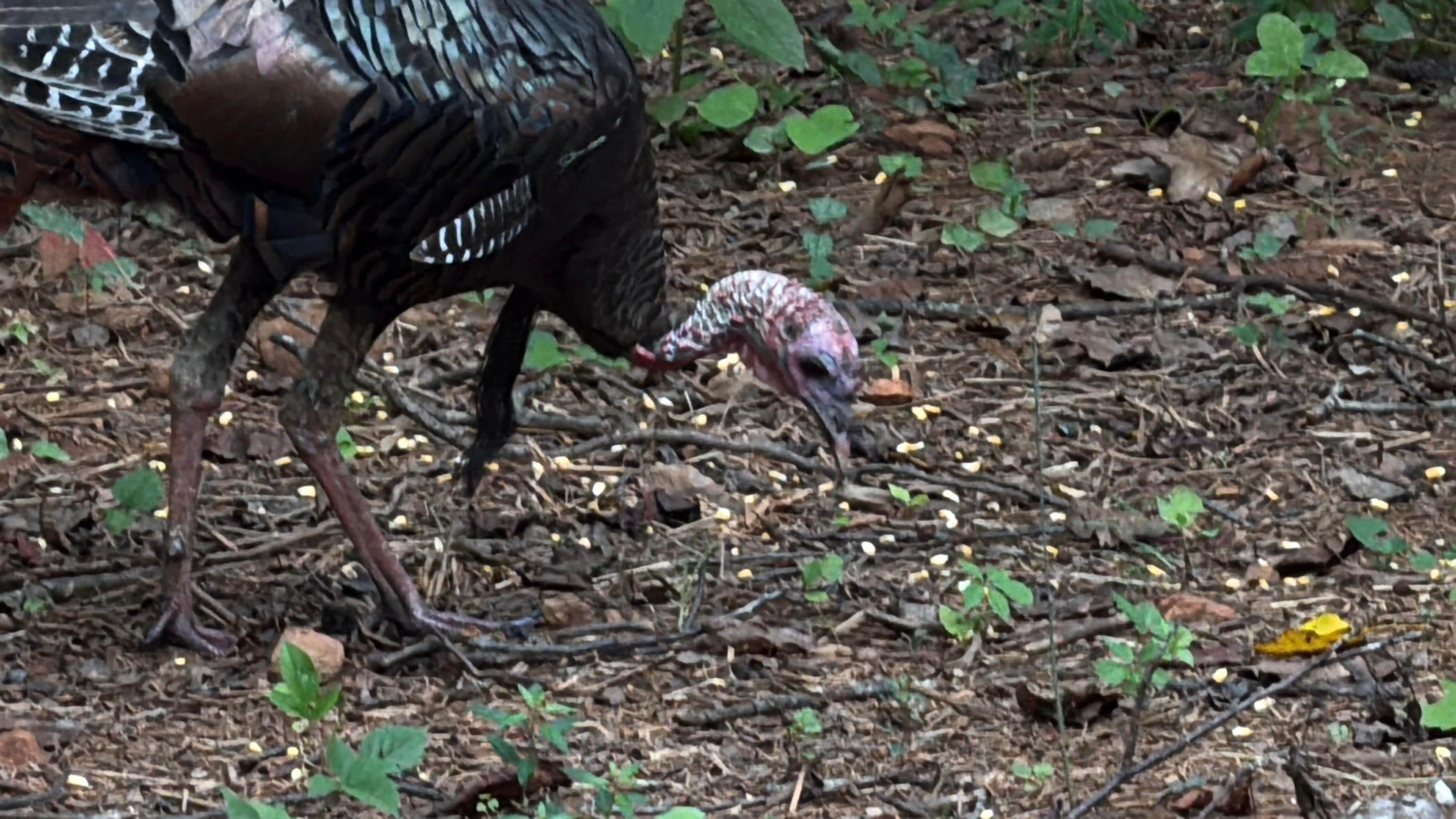 I didn’t think we would see this. But we did!