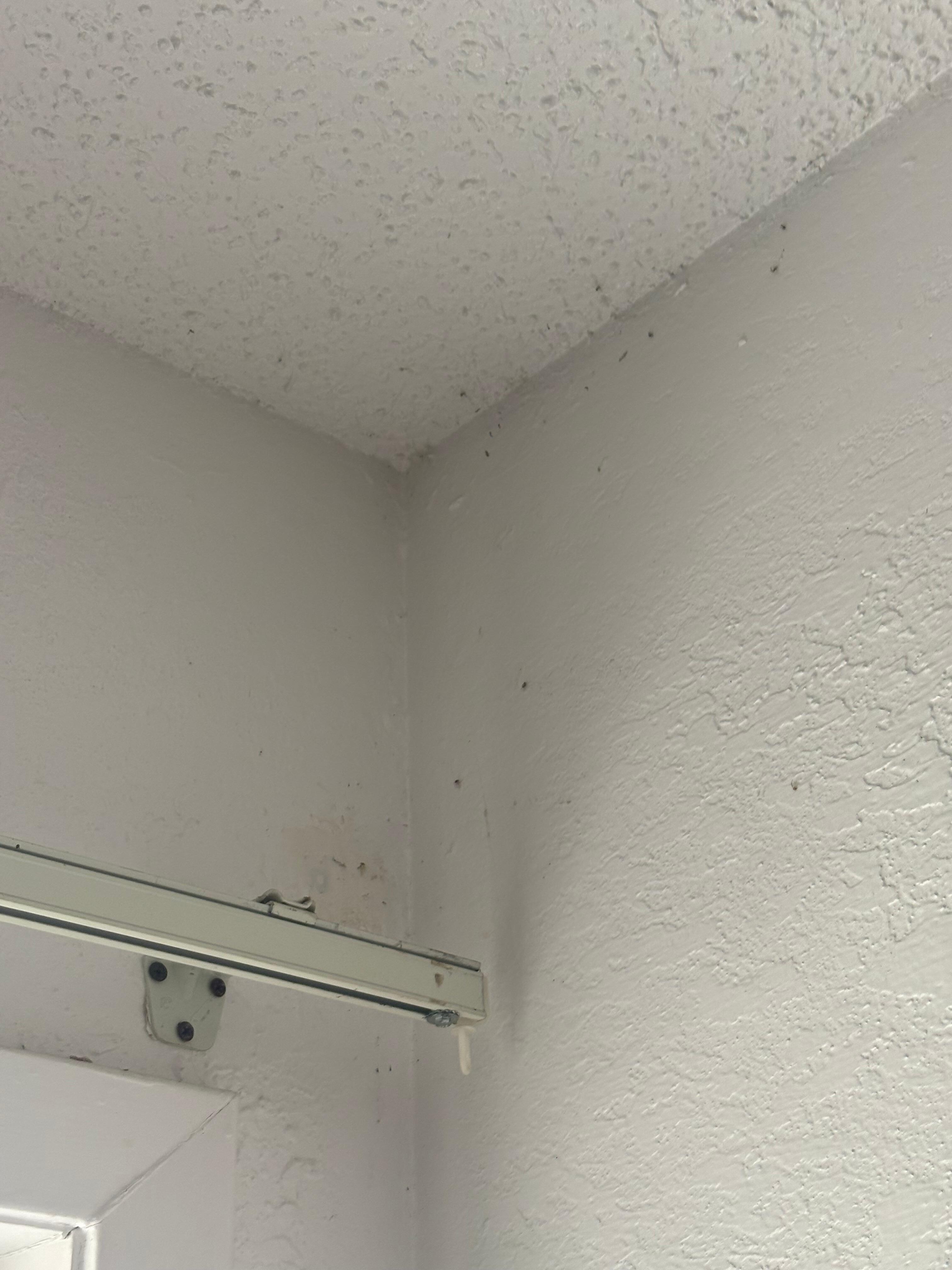 Cobwebs and bugs