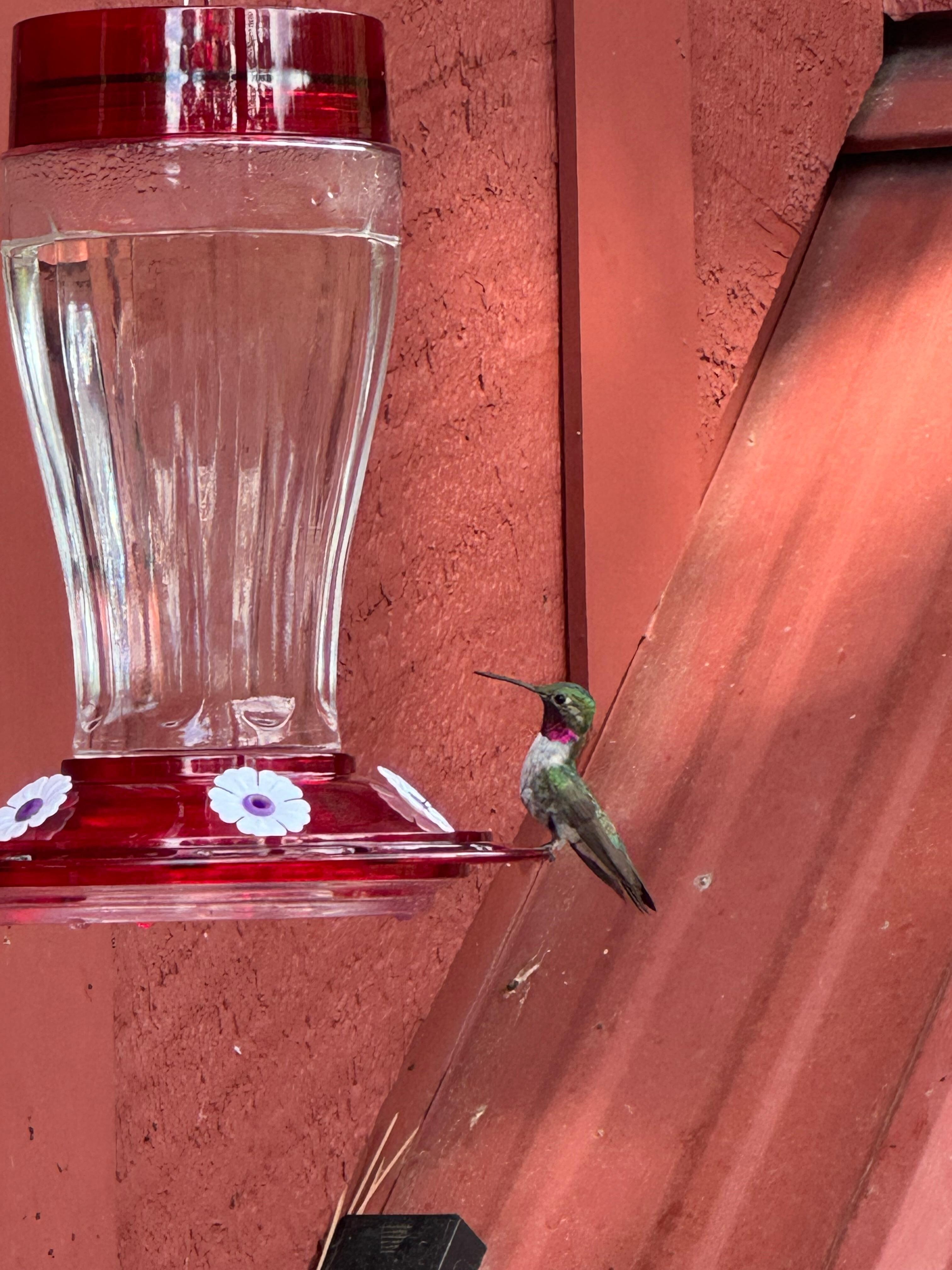 Lovely hummingbirds daily.