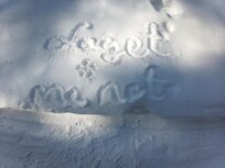 Remembering Alaska's state flower in the snow on the walking trail.