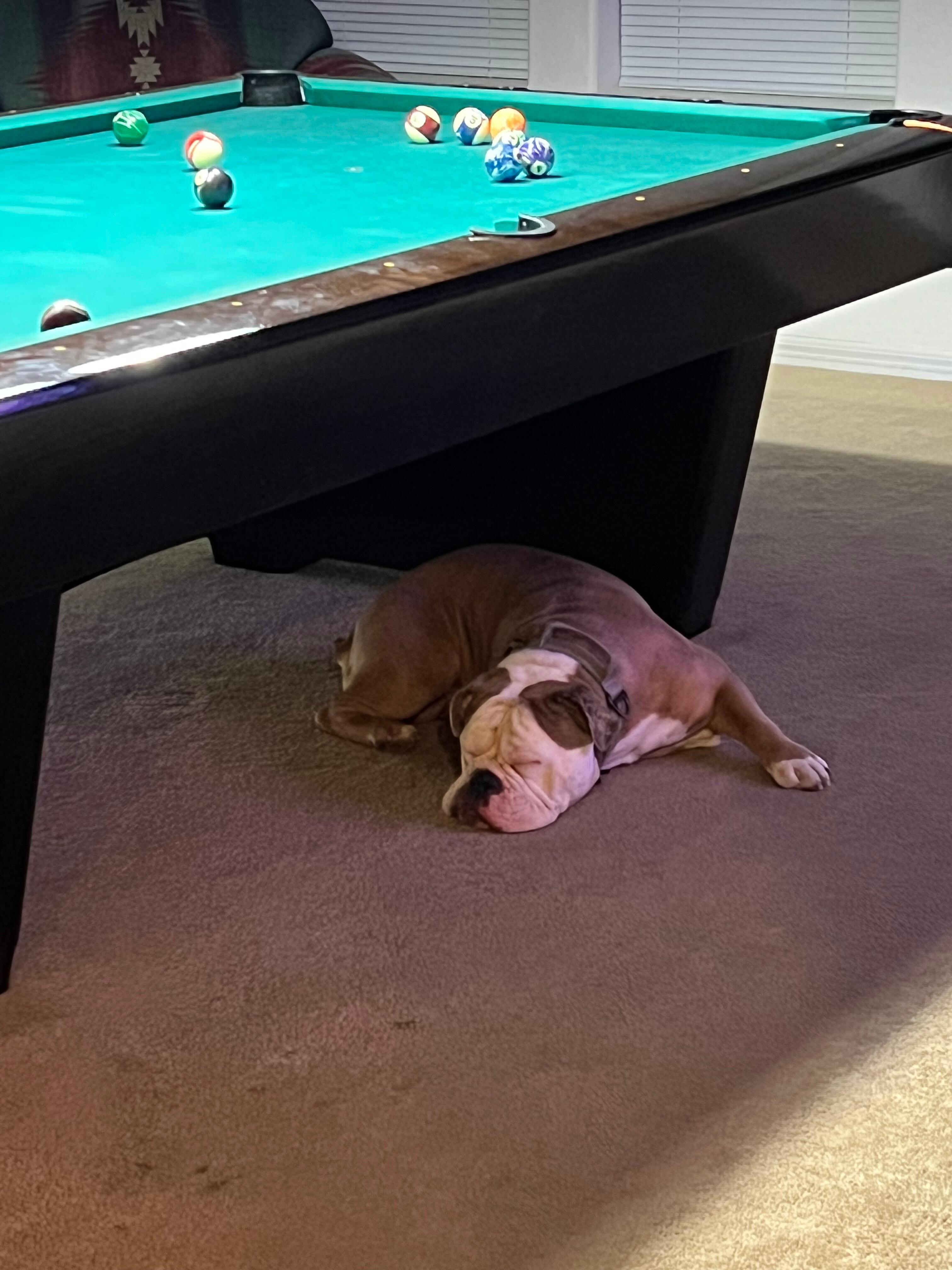 Nap time under the pool table.
