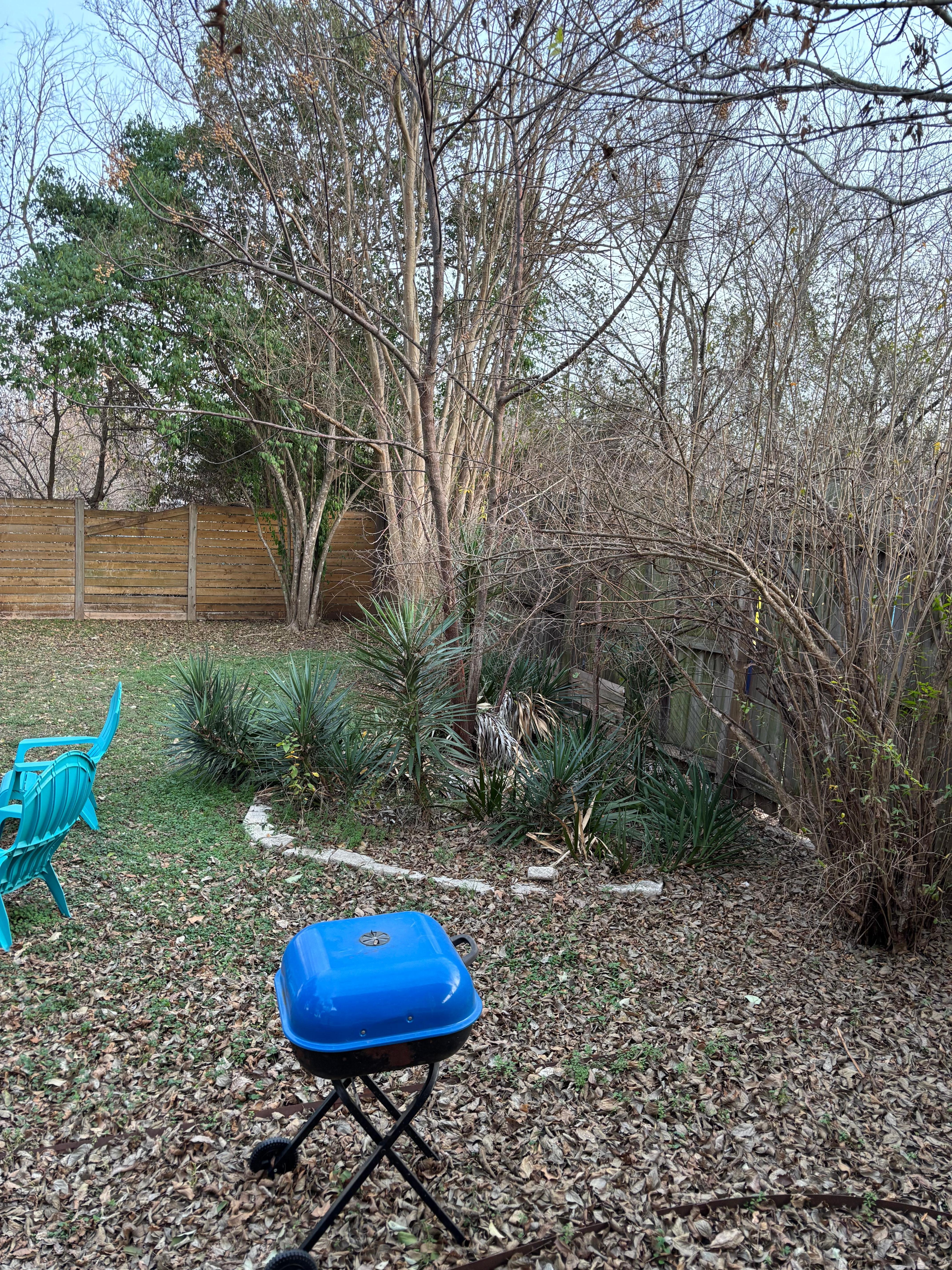 Overgrown backyard 