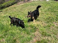 Dog run was a huge hit!