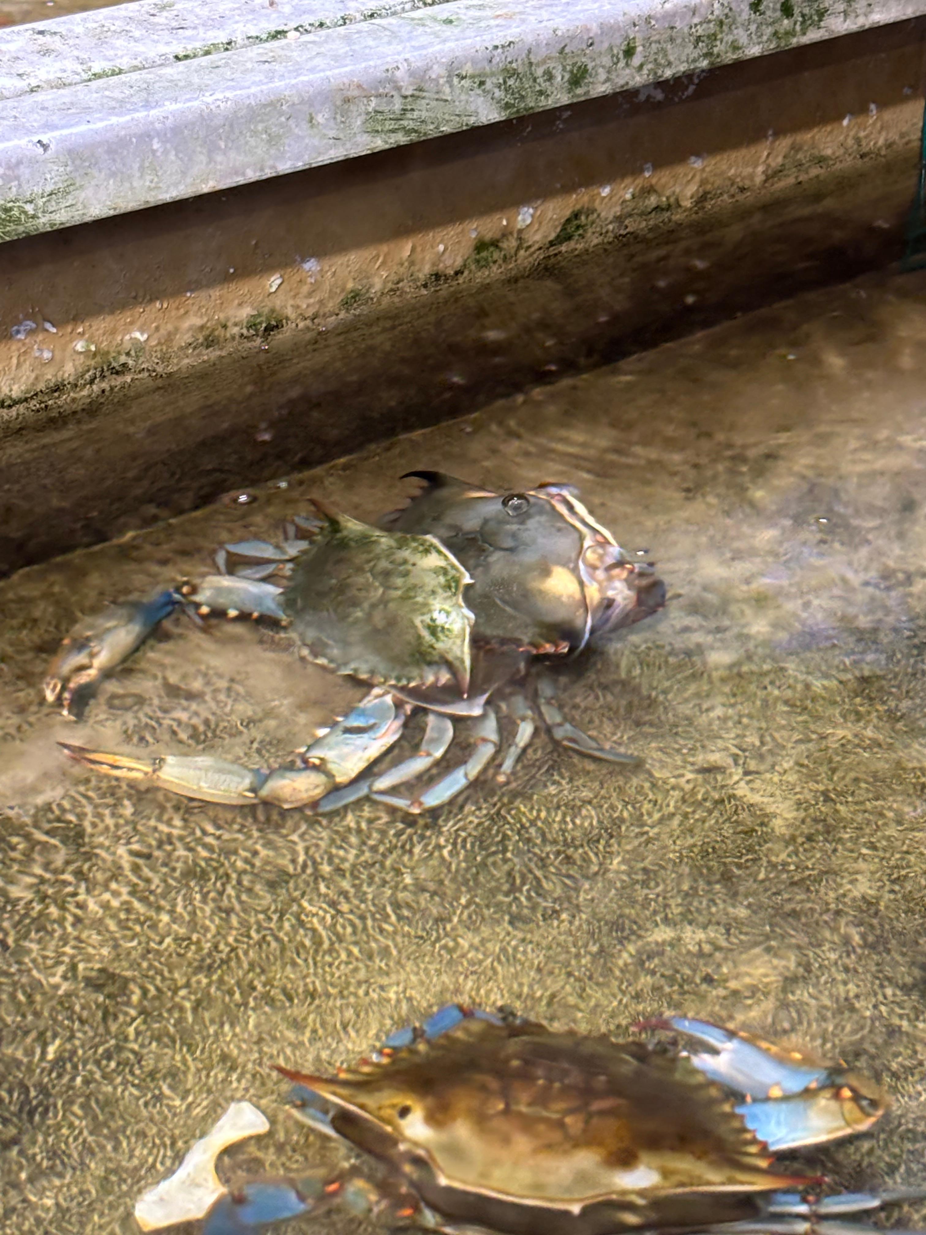 Mr. Richard’s soft shell crab farm- we got to see a crab come out of it’s shell!