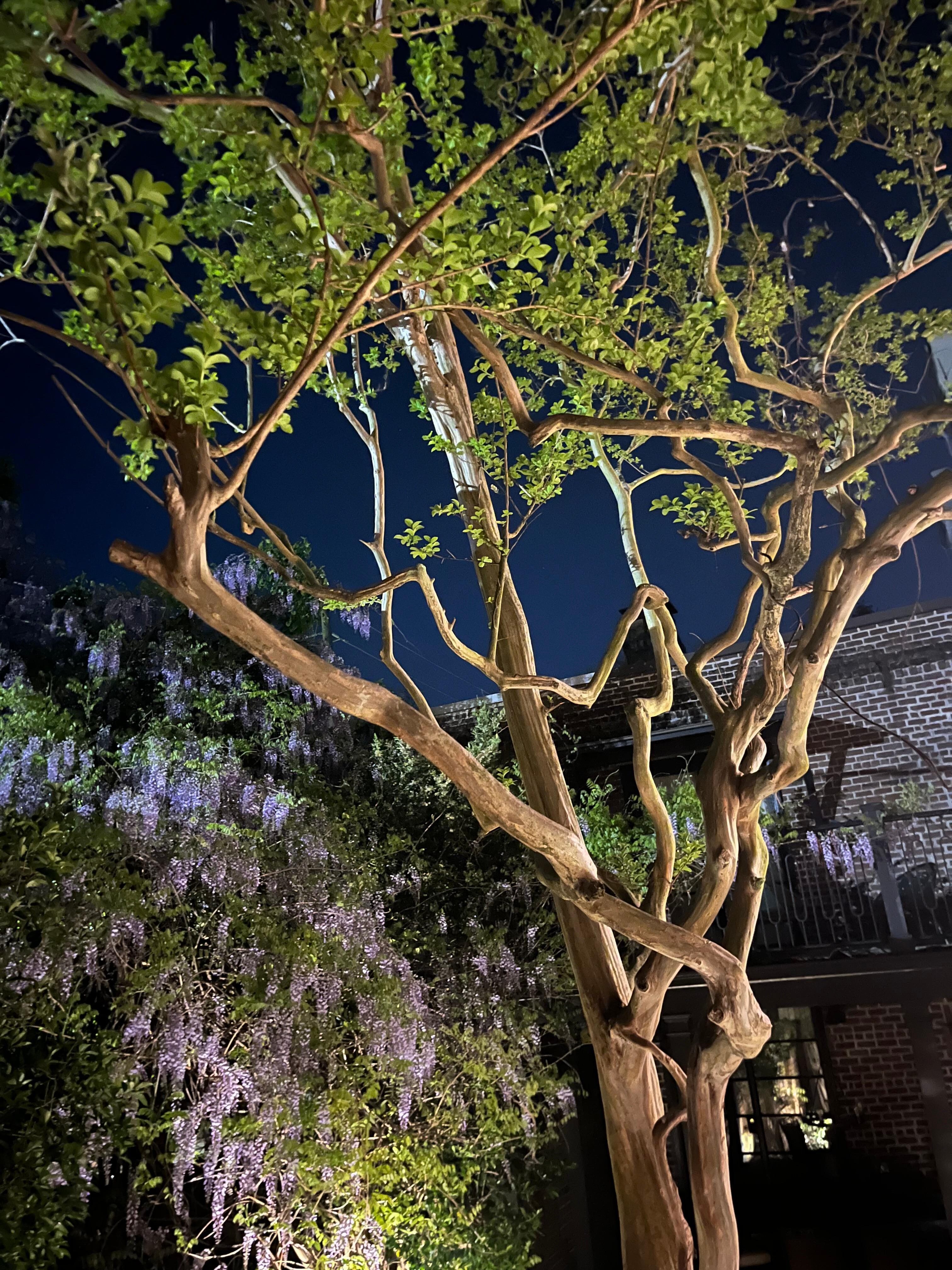 This tree so close you can touch from balcony. Didn’t think it was real, the bark looks like plastic, so beautiful. 