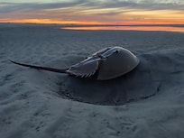Horseshooe Crab