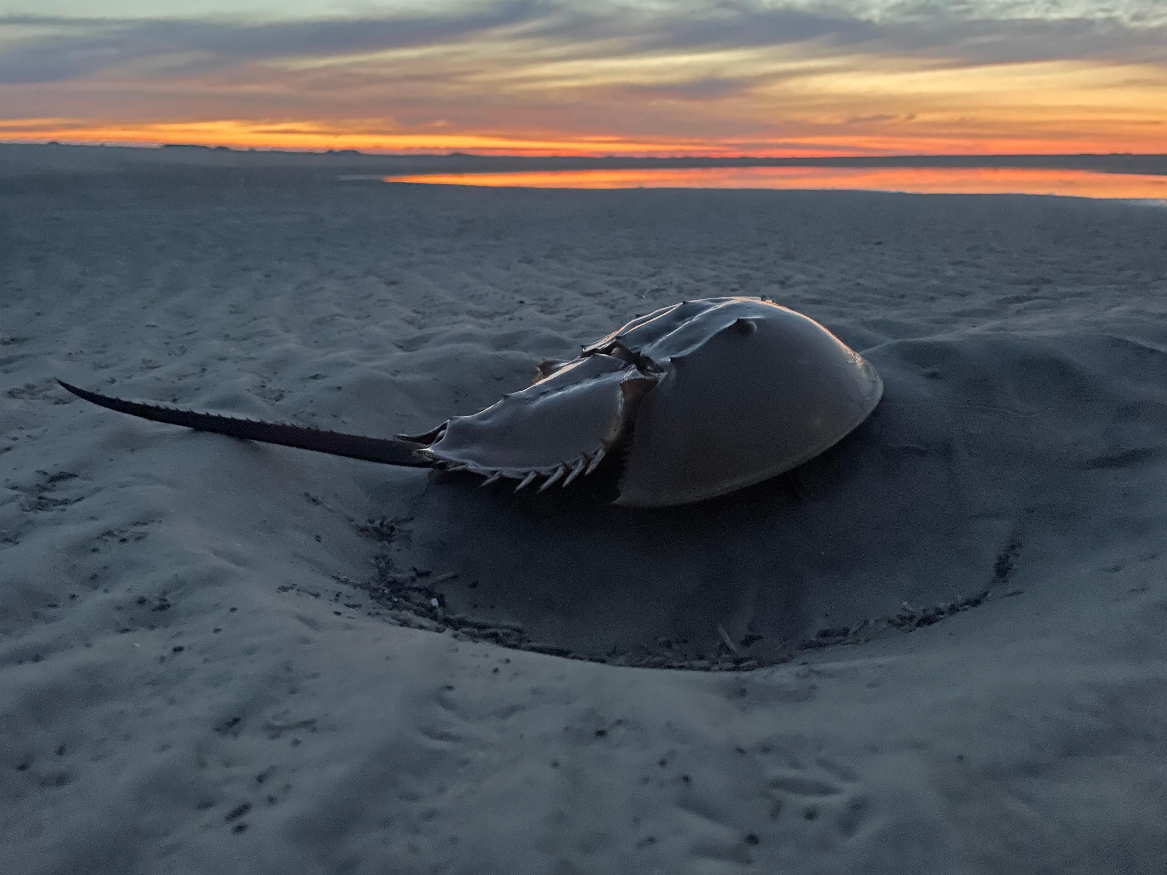 Horseshooe Crab