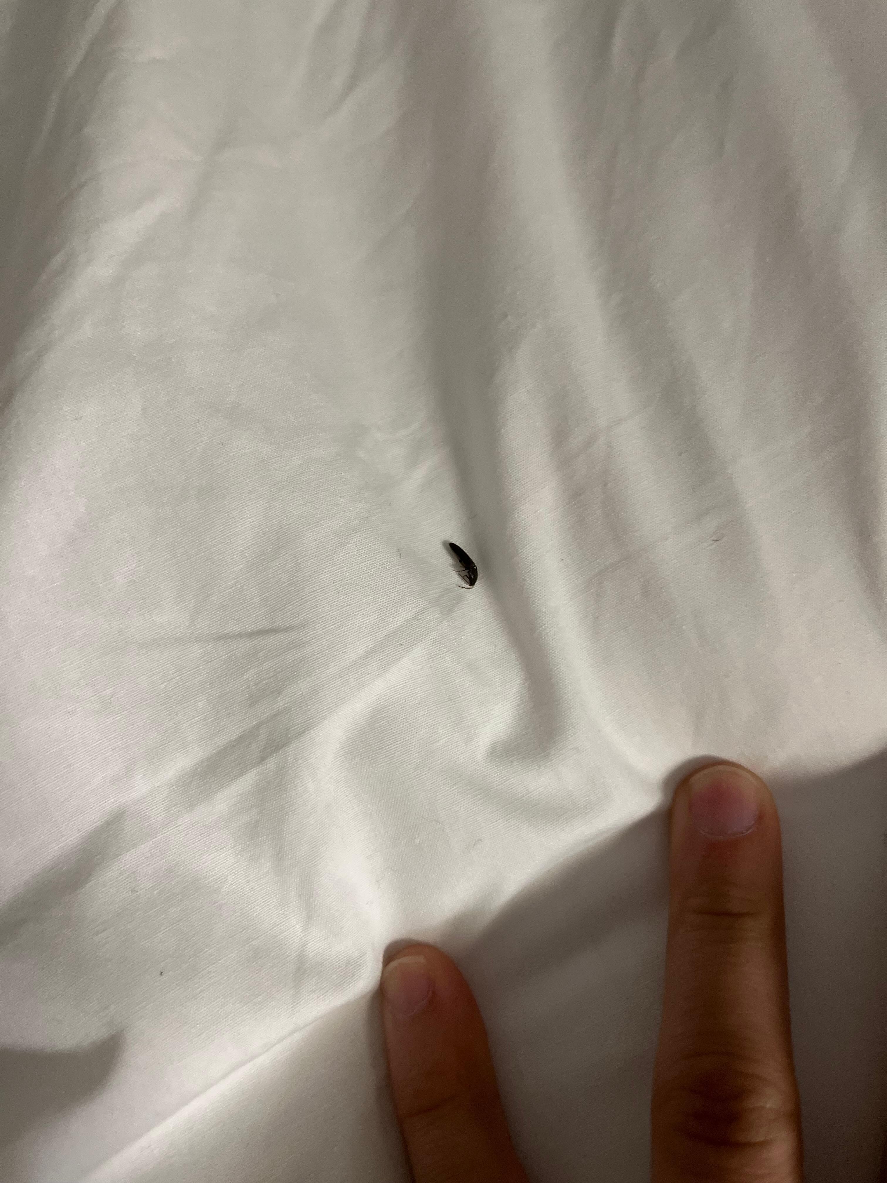 Random bug in my bed