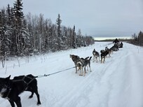 Sledding dogs