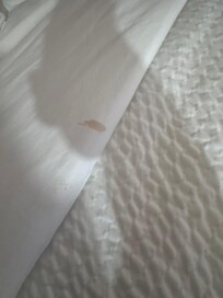 Stain on fresh bedding 🤔