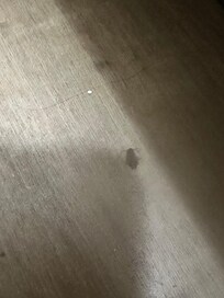 The one dead cockroach we found, the other was alive!