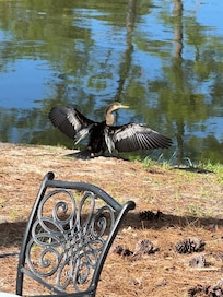 Loon’s favorite spot each morning and evening