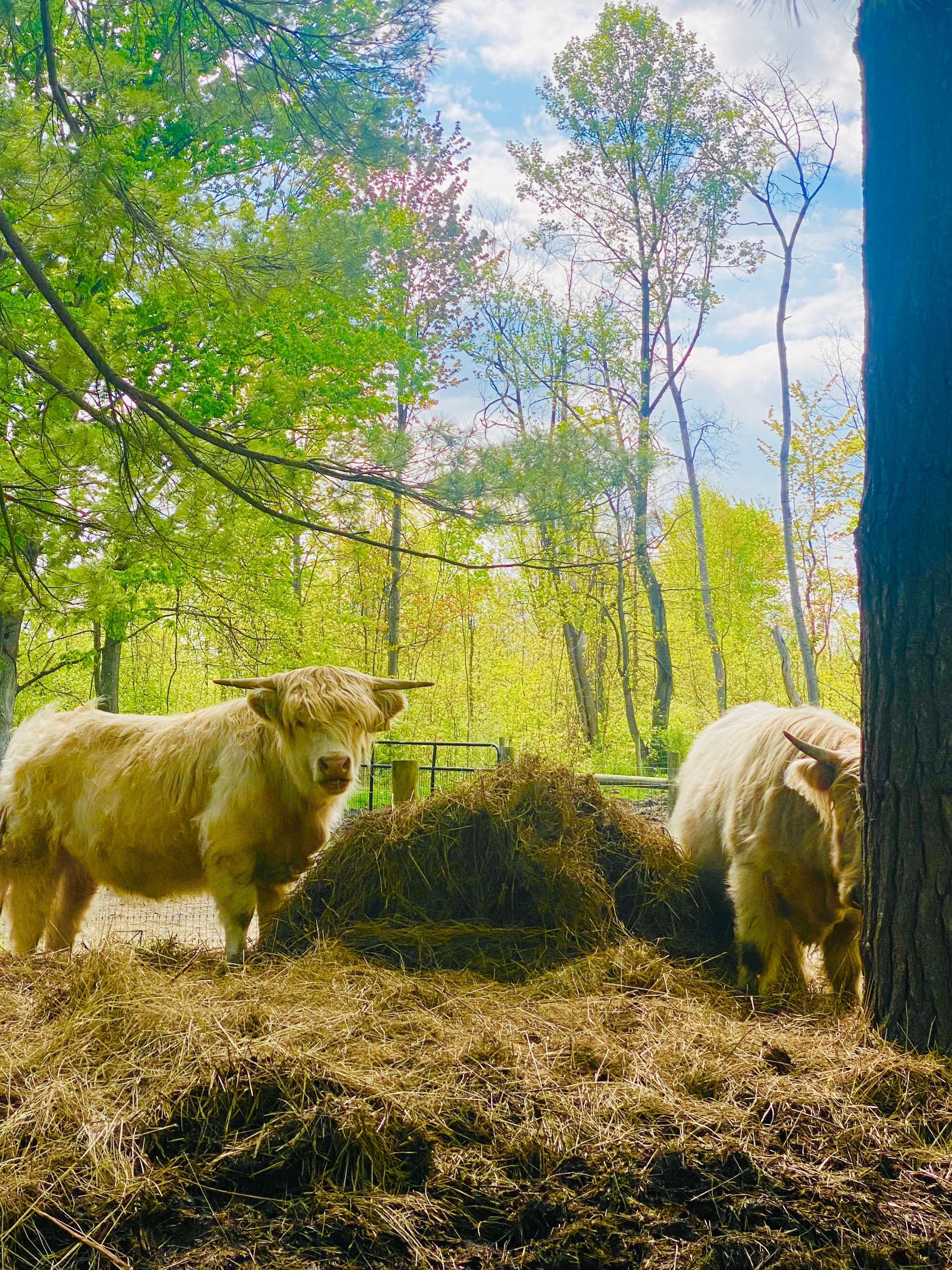 Highland cattles 