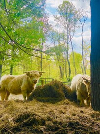 Highland cattles
