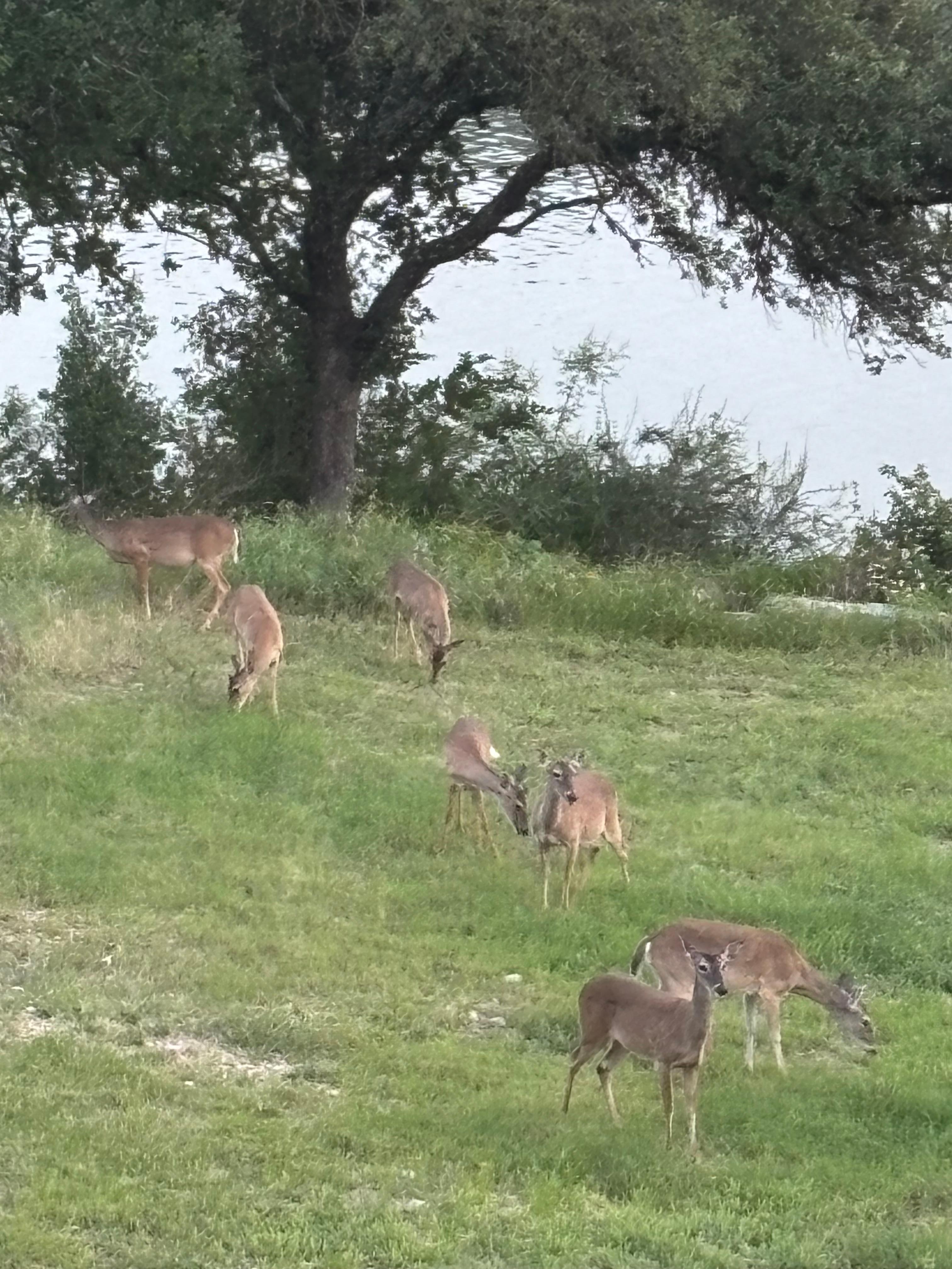 Deer from deck