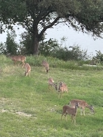 Deer from deck