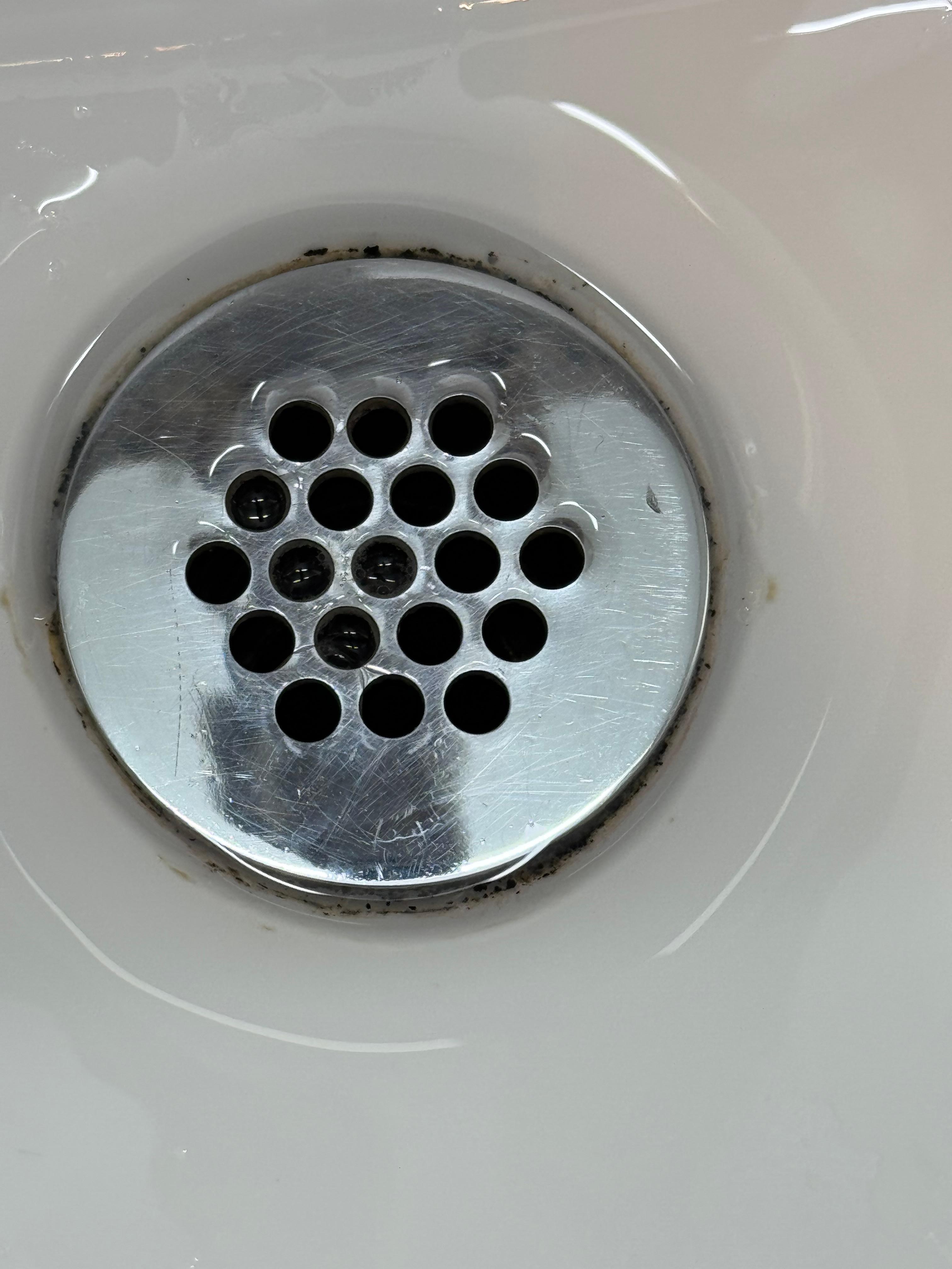 Mold ring in sink