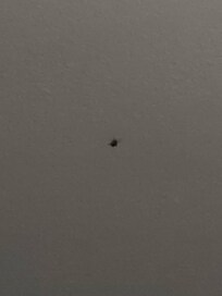 Roach on the ceiling I have a video as well.