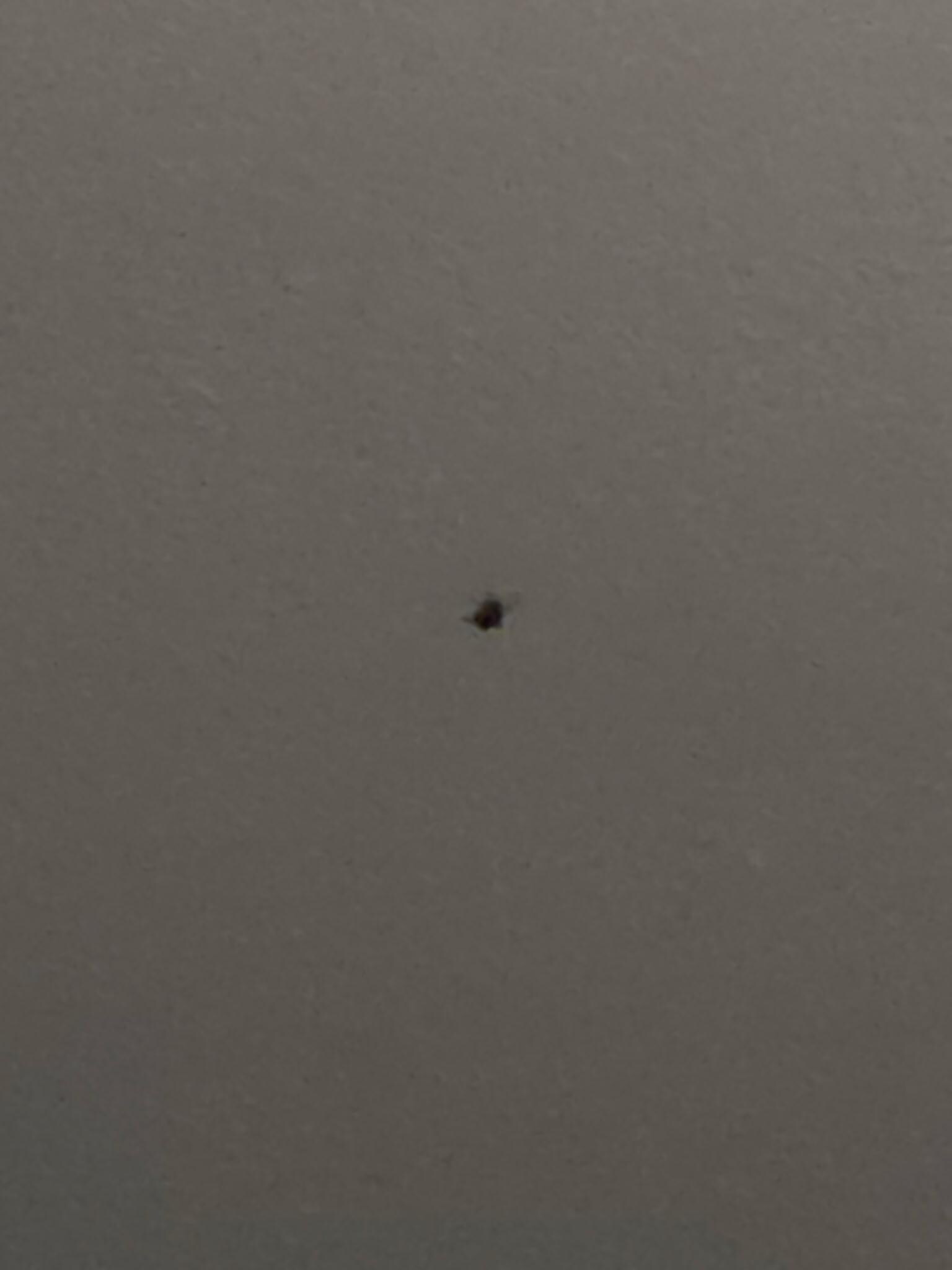 Roach on the ceiling I have a video as well.