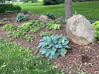 Hosta garden
