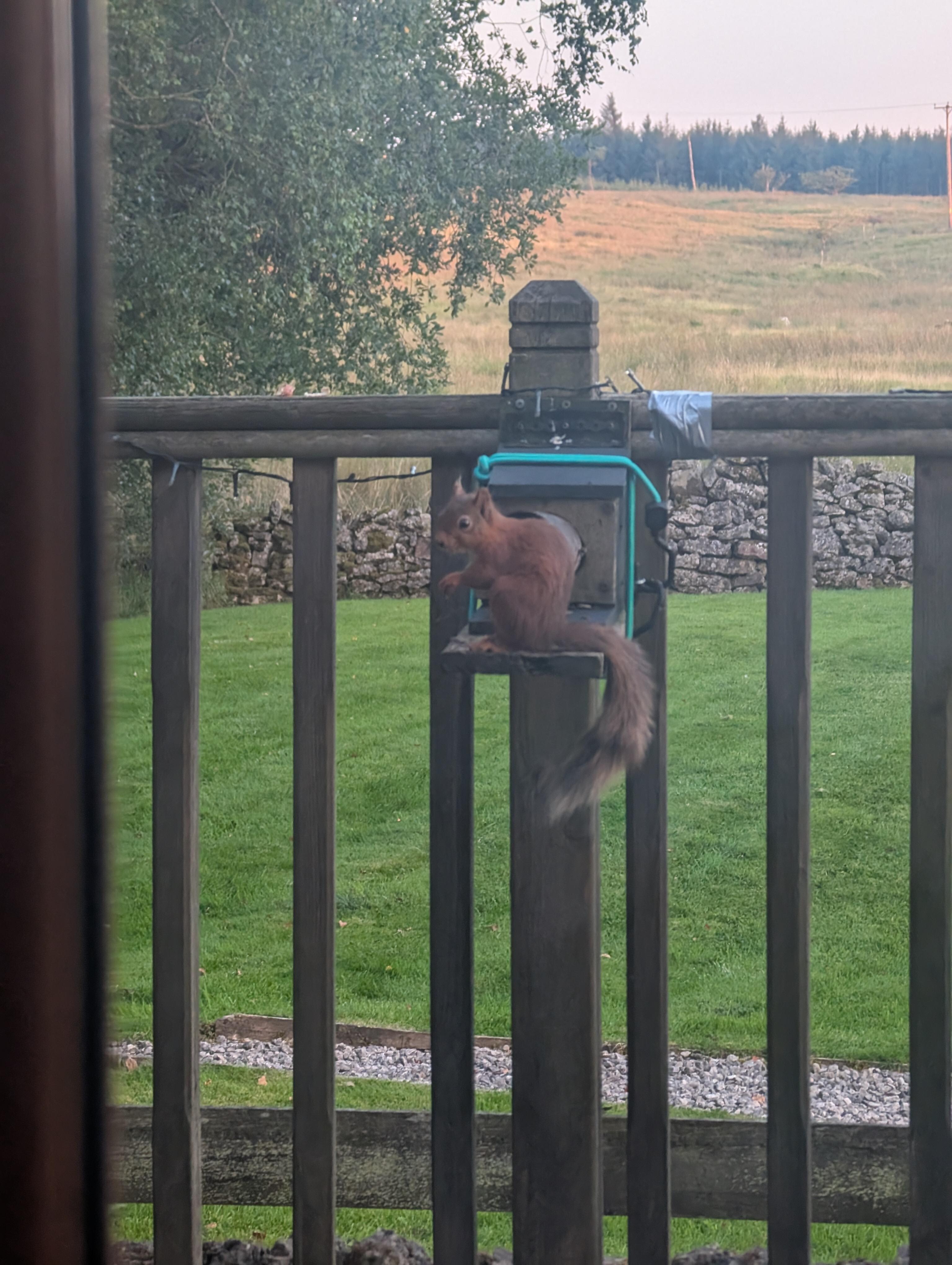 Red Squirrels were very frequent visitors