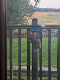 Red Squirrels were very frequent visitors