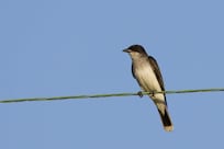 Eastern Kingbird
