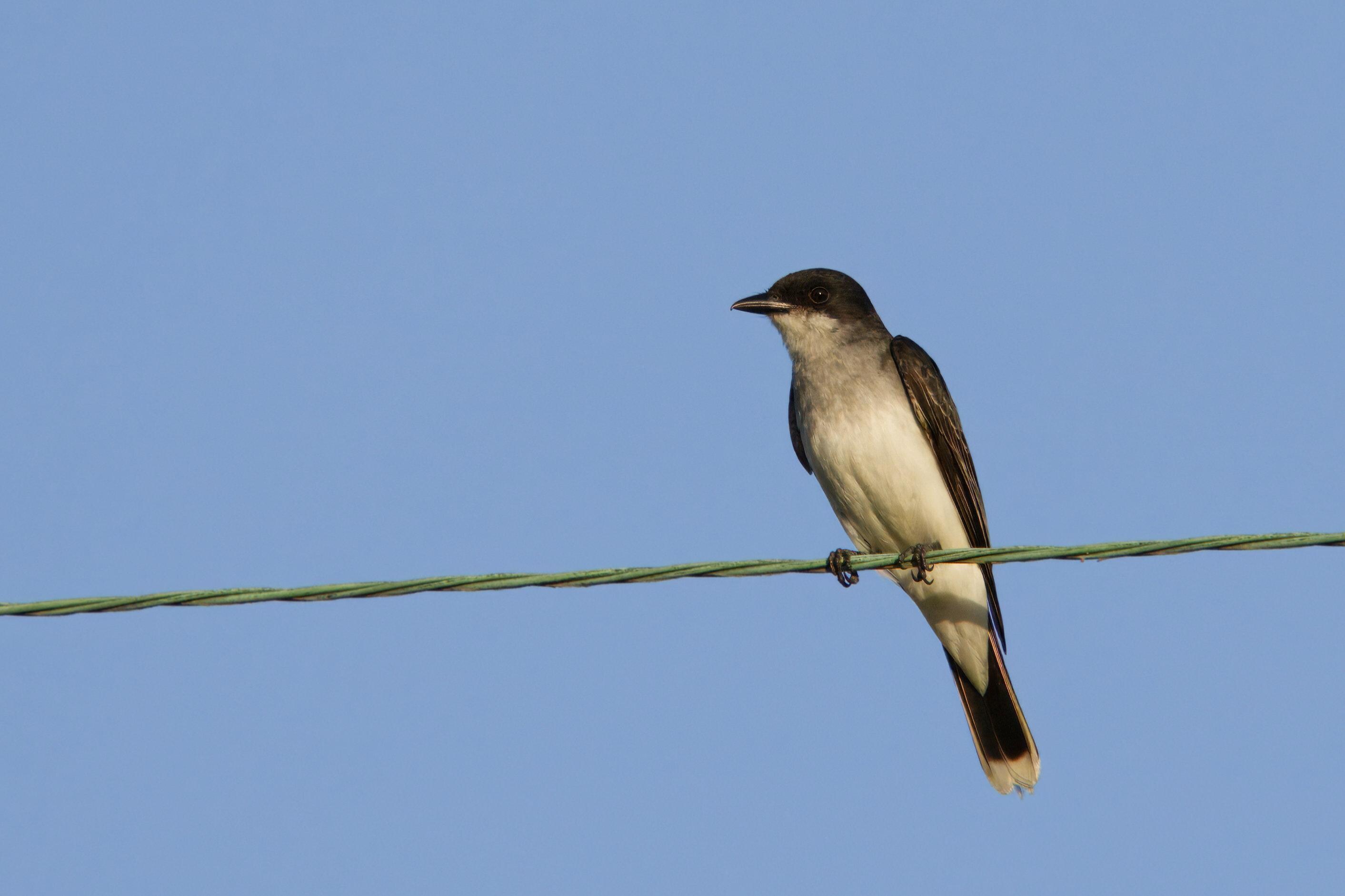 Eastern Kingbird