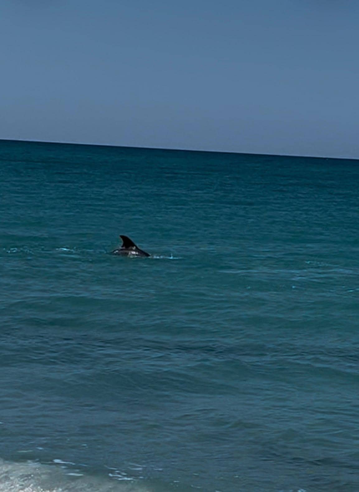 Frequent visitors to the beach