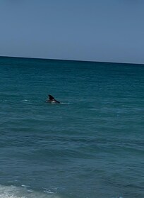 Frequent visitors to the beach