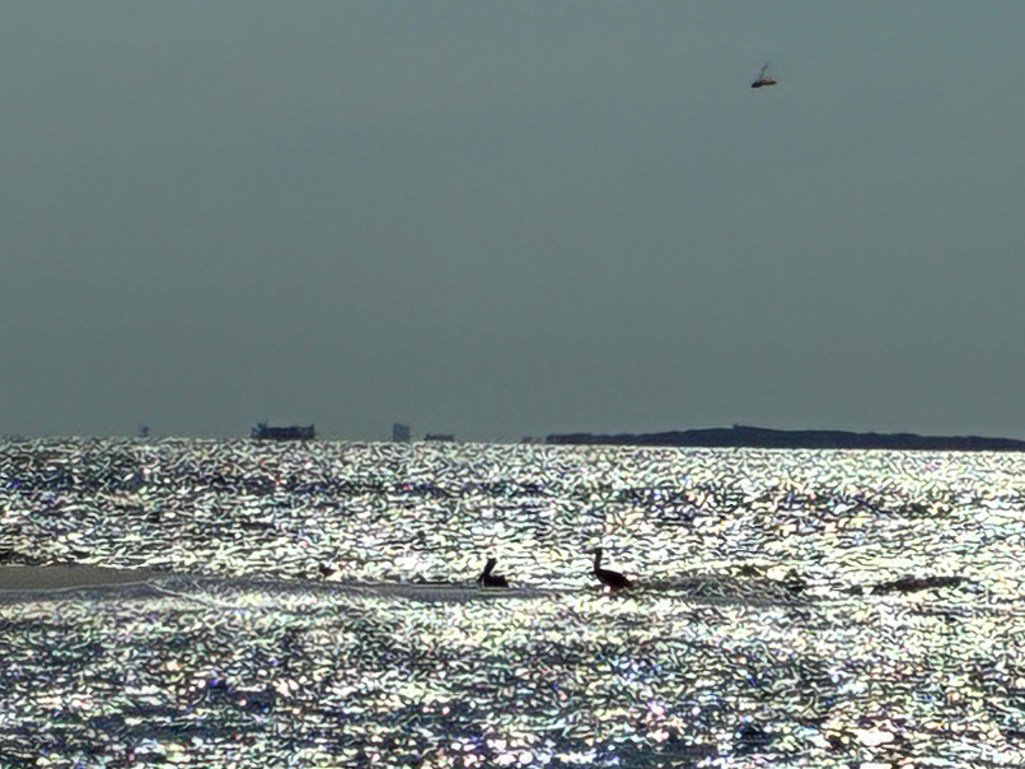 Pelicans at the point. 