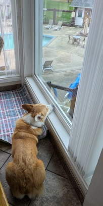 Walter loves creeping on the pool