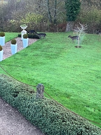 Deer in the garden.