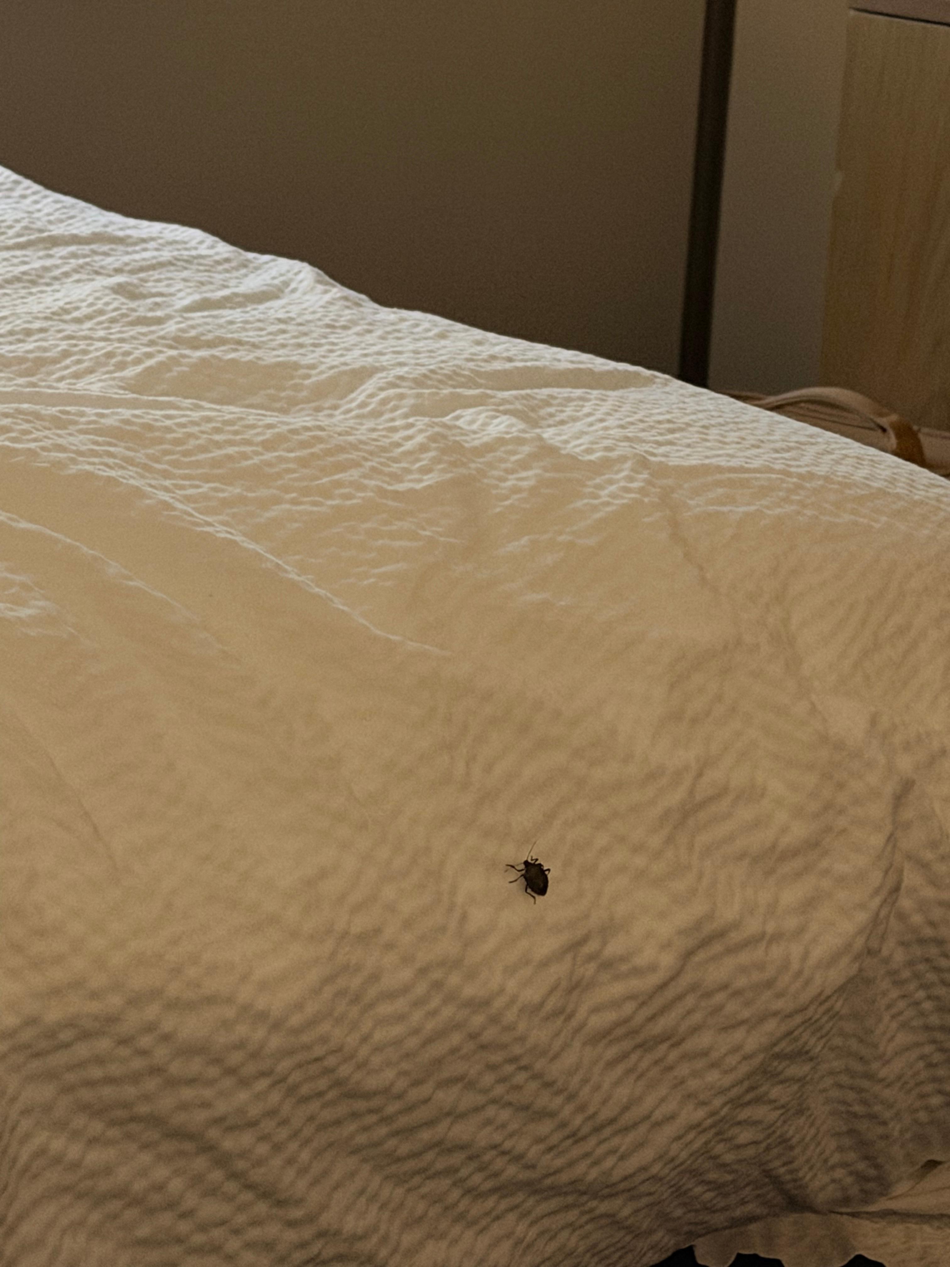 Bug on the bed