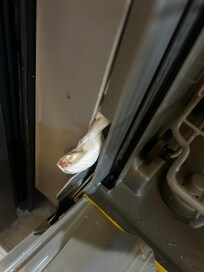 Insulation coming out of dishwasher