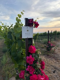 Vines right in front of our patio
