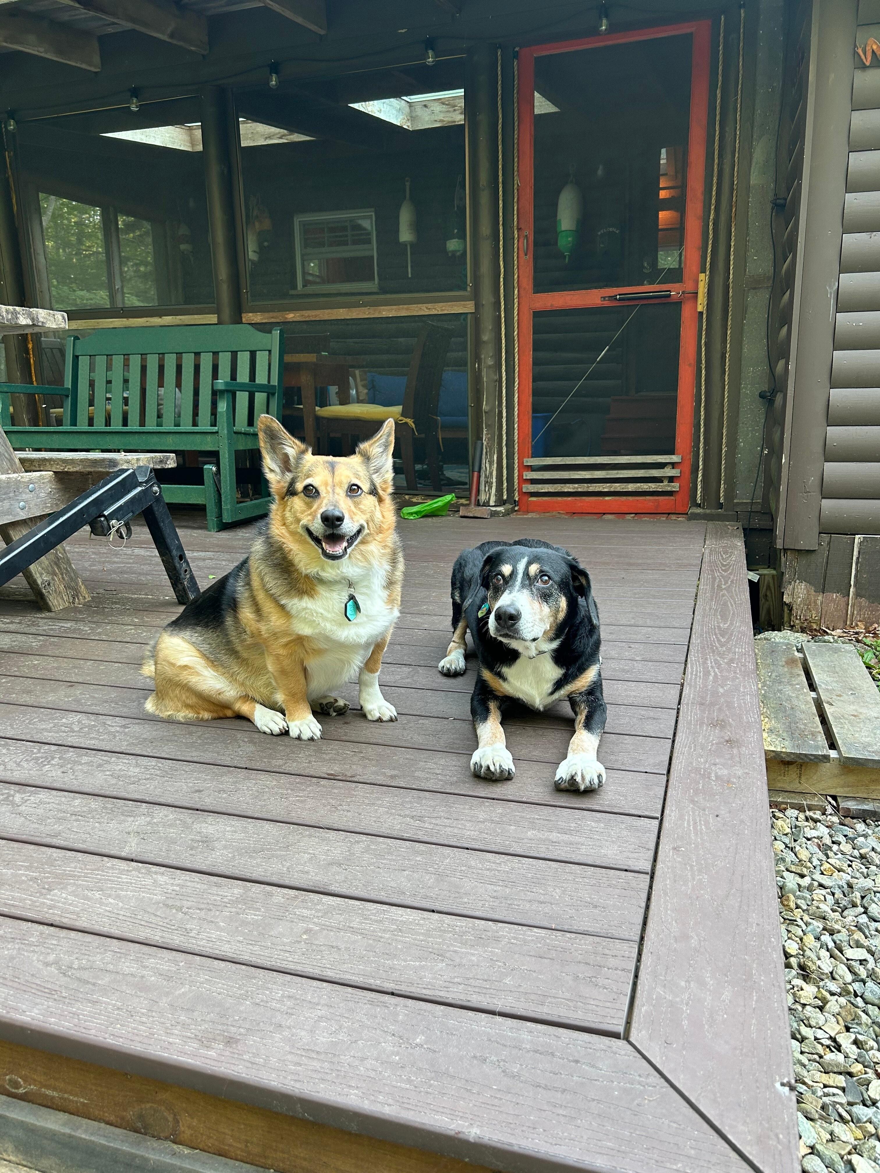 Our 2 dogs loved the cabin too!