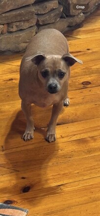 Scrappy Doo