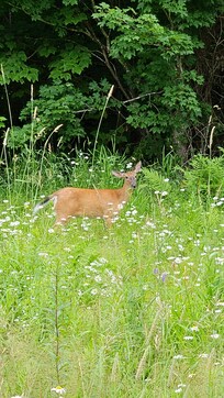 Random deer on Magalloway Road