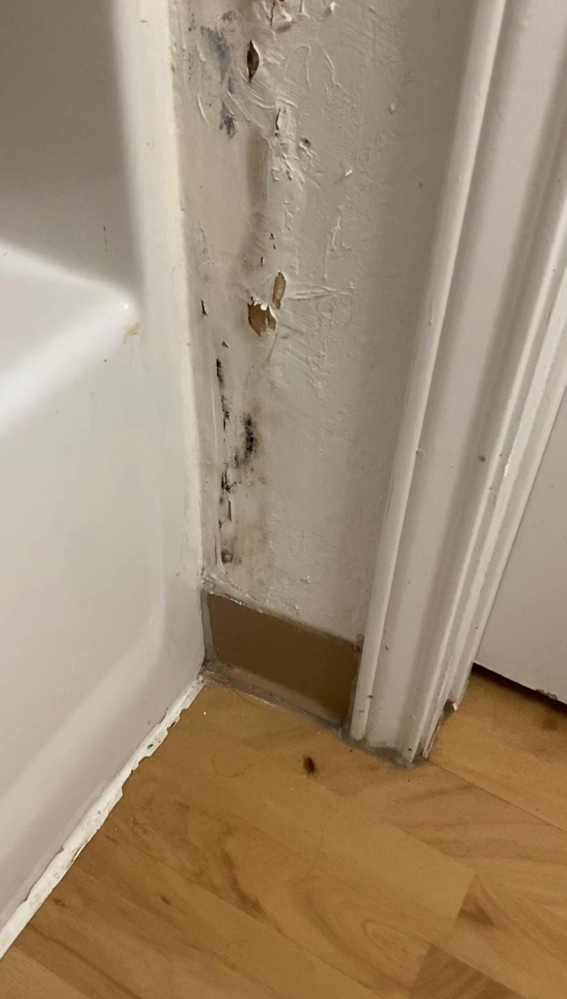 Moldy wall and roaches 